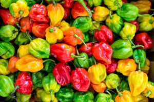 El pimiento, el rey del verano