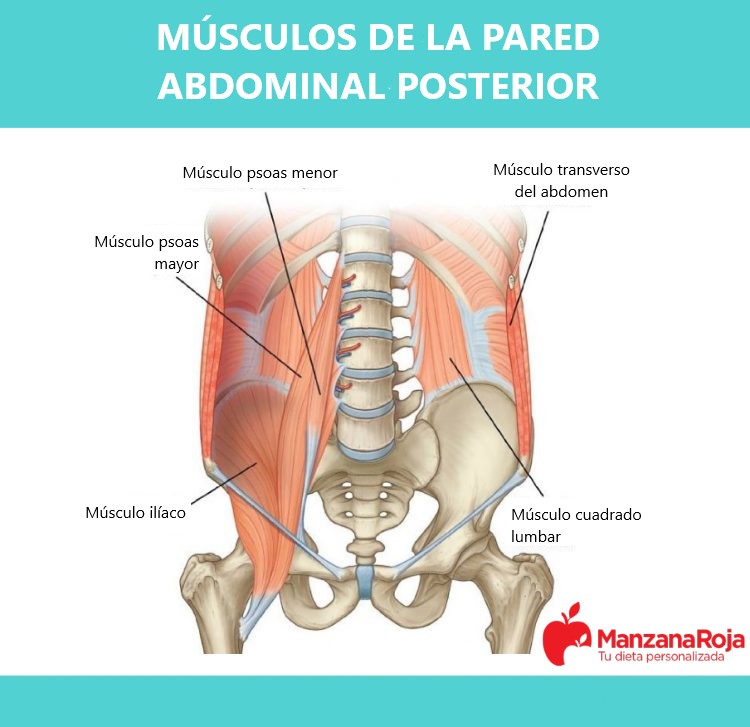 Imagen de los músculos de la pared abdominal posterior