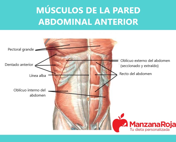 Anatomía abdominal de los músculos de la pared abdominal anterior