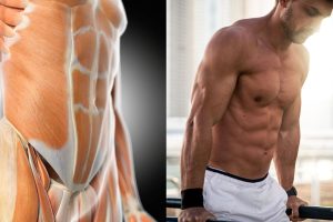 Anatomía Abdominal: Función y Ejercicios
