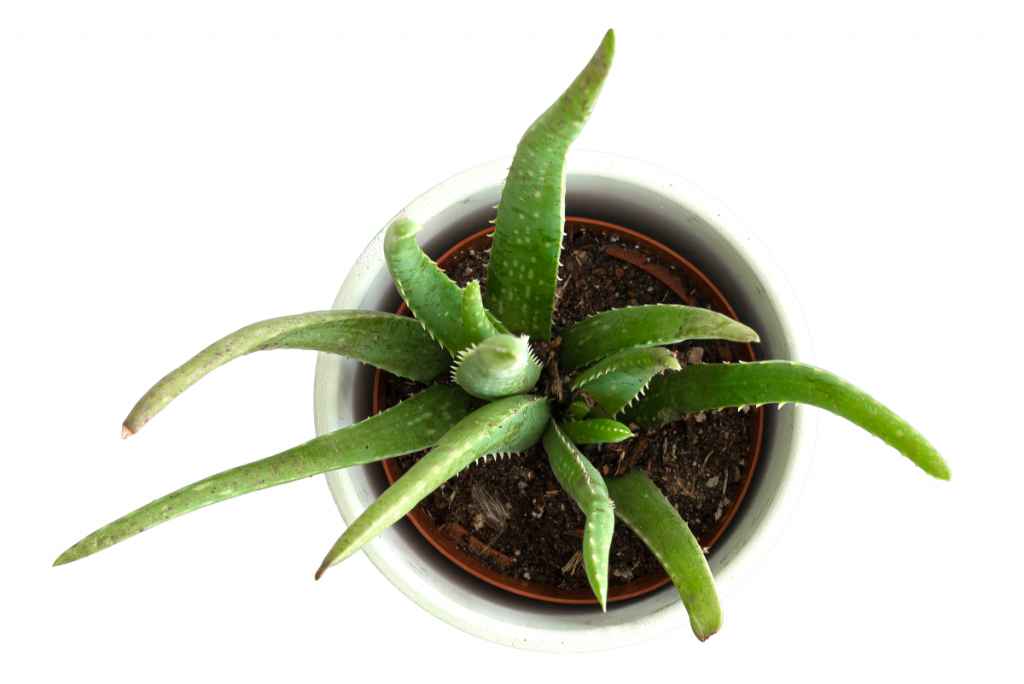 planta de aloe vera