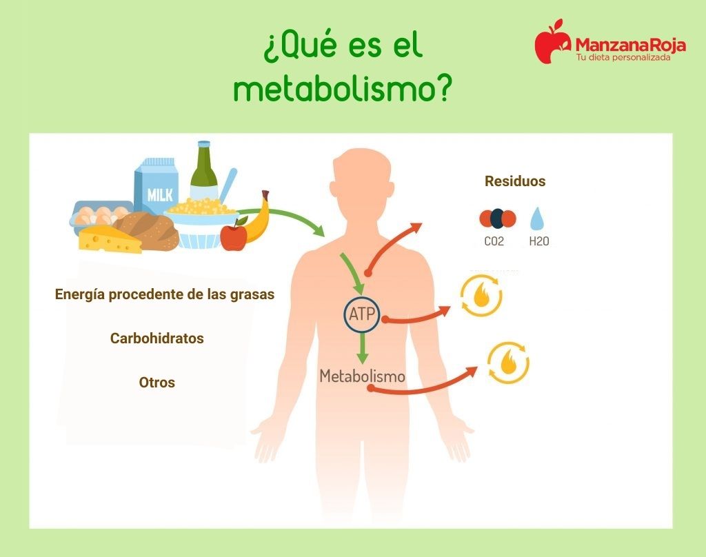 que es el metabolismo