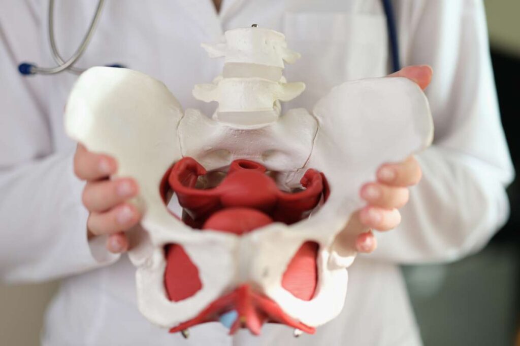 doctor sostiene una maqueta del suelo pelvico