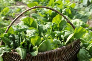 Espinacas: propiedades, beneficios y mejores recetas