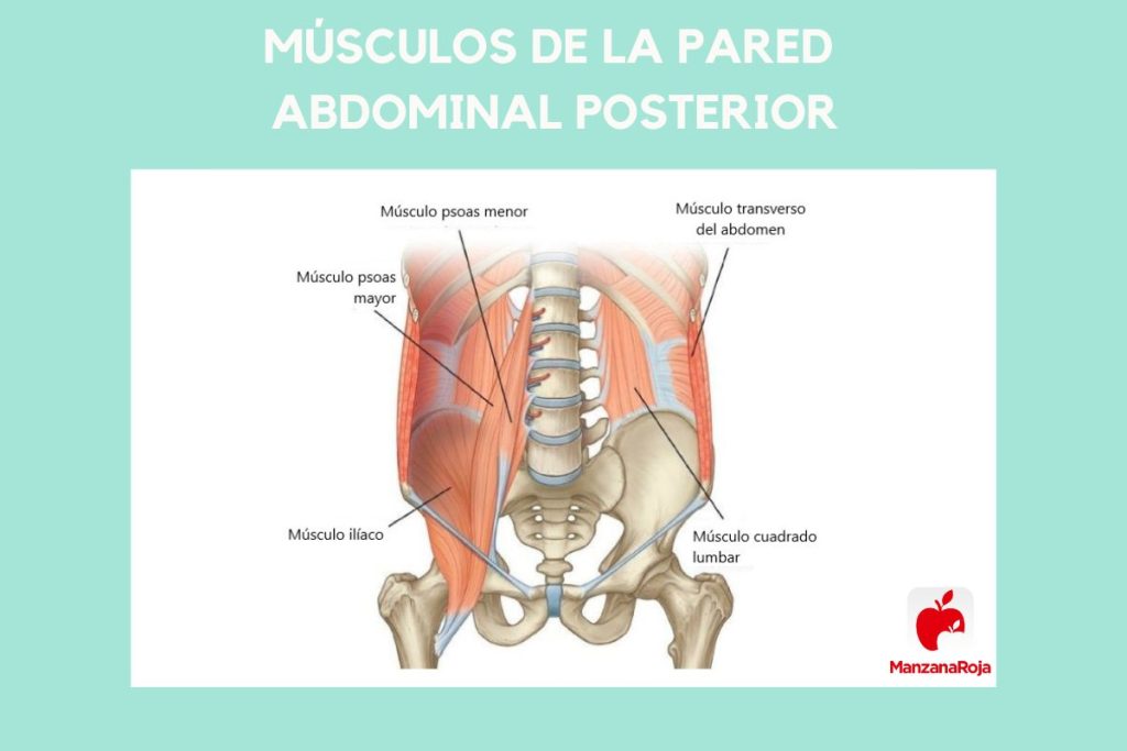 Anatomía Abdominal músculos de la pared abdominal posterior 