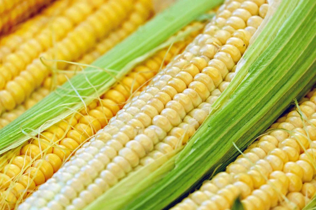el maiz es un cereal muy útil como alimento de menos de 120 calorías