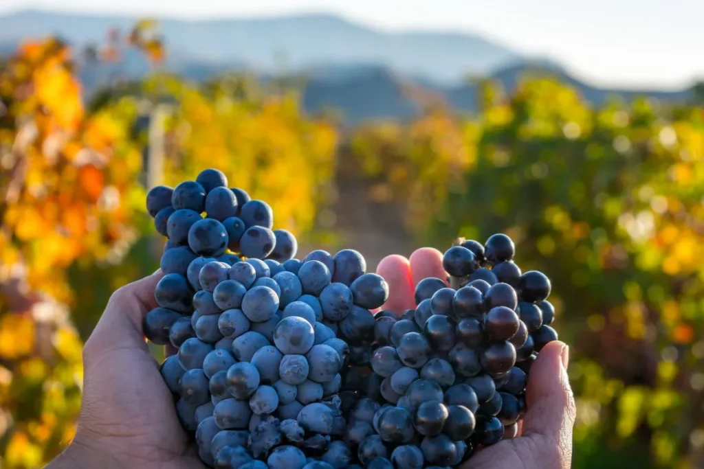 viñedo con montañas de fondo