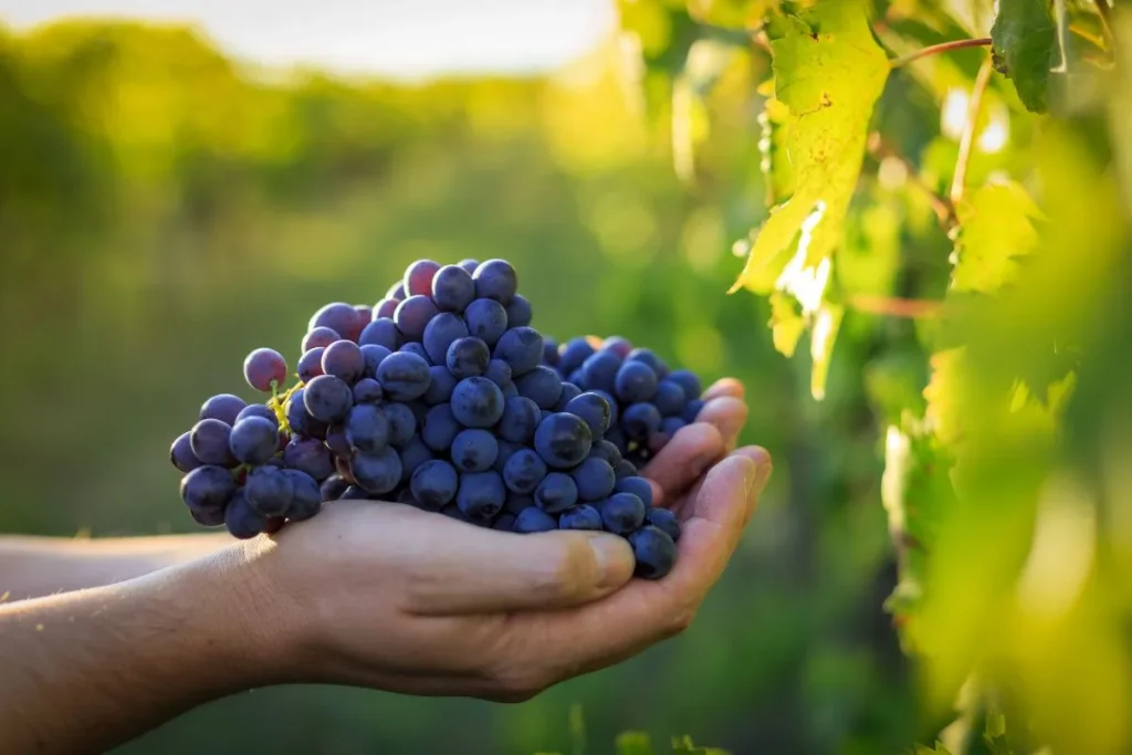 beneficios de las uvas