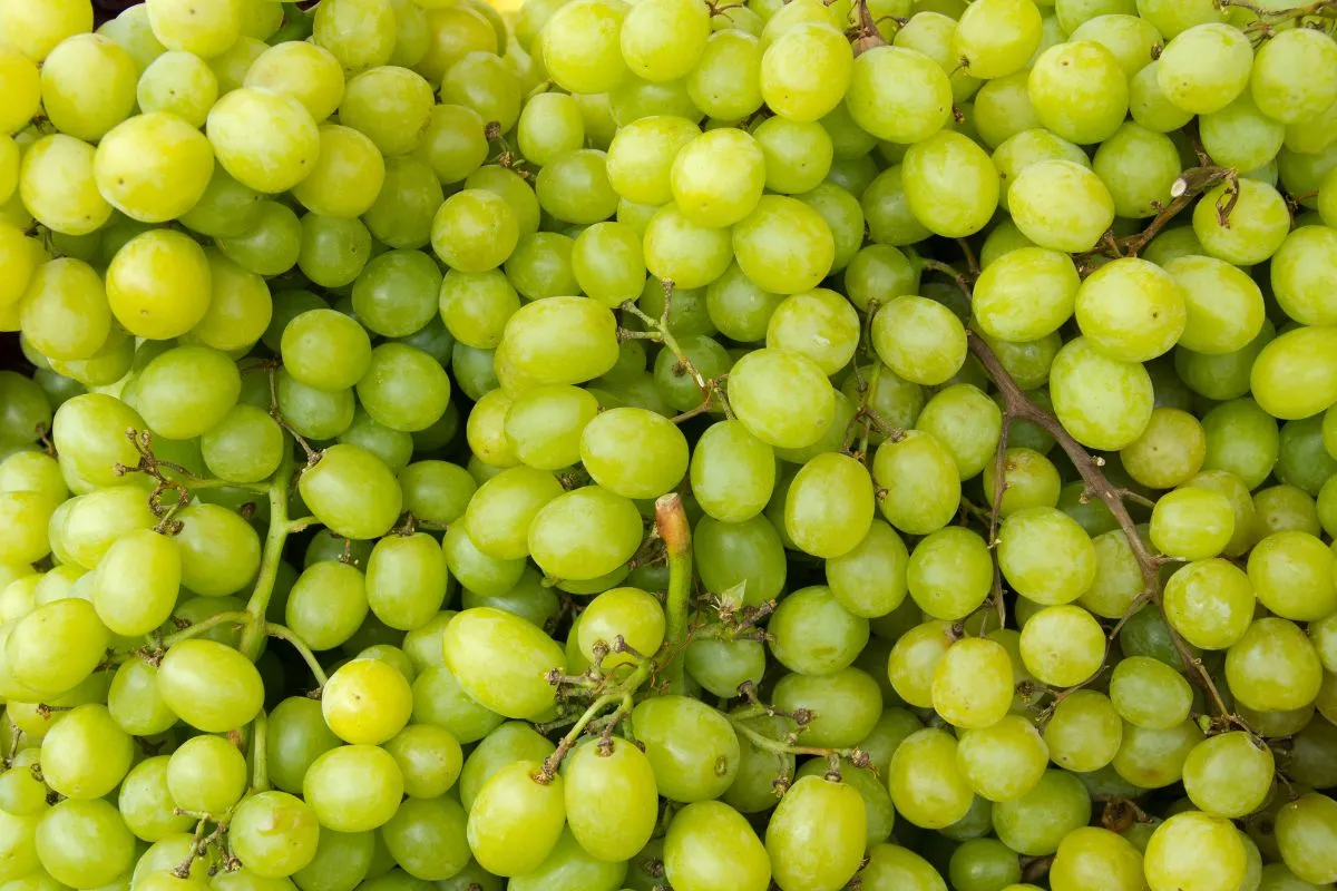 racimo de uvas verdes